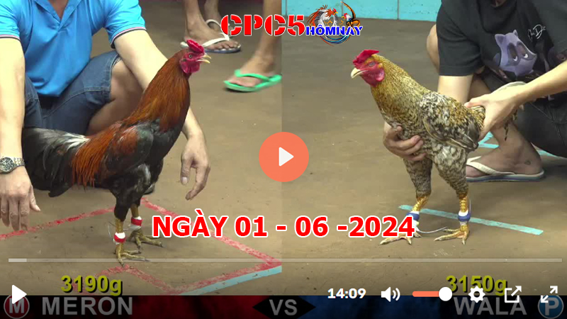 Đá gà CPC5 ngày 01-06-2024