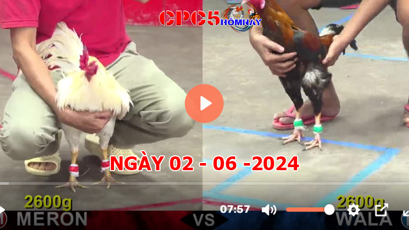 Đá gà CPC5 ngày 02-06-2024