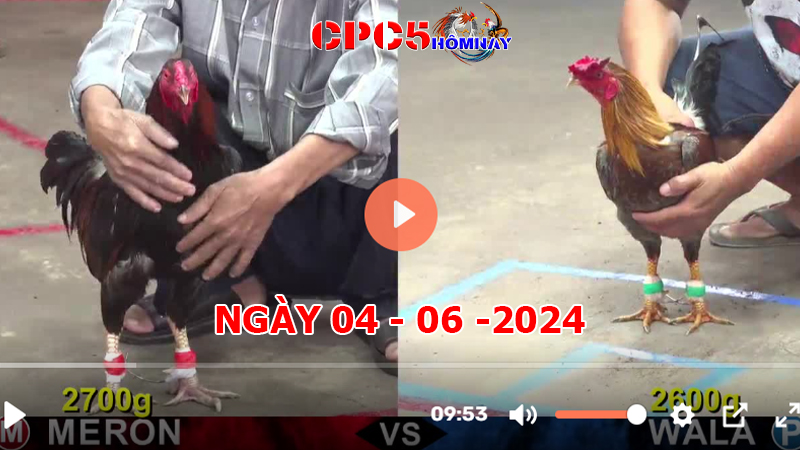 Đá gà CPC5 ngày 04-06-2024