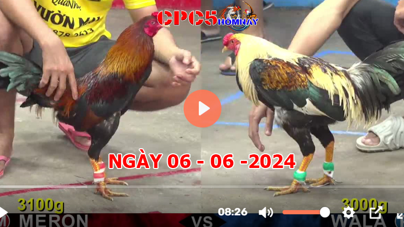 Đá gà CPC5 ngày 06-06-2024