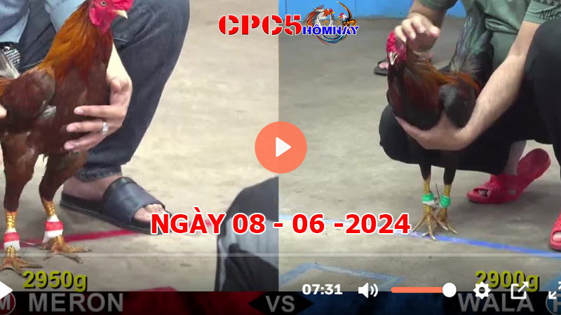 Đá gà CPC5 ngày 08-06-2024