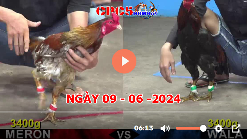 Đá gà CPC5 ngày 09-06-2024