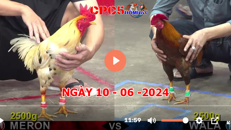 Đá gà CPC5 ngày 10-06-2024