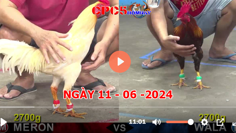 Đá gà CPC5 ngày 11-06-2024