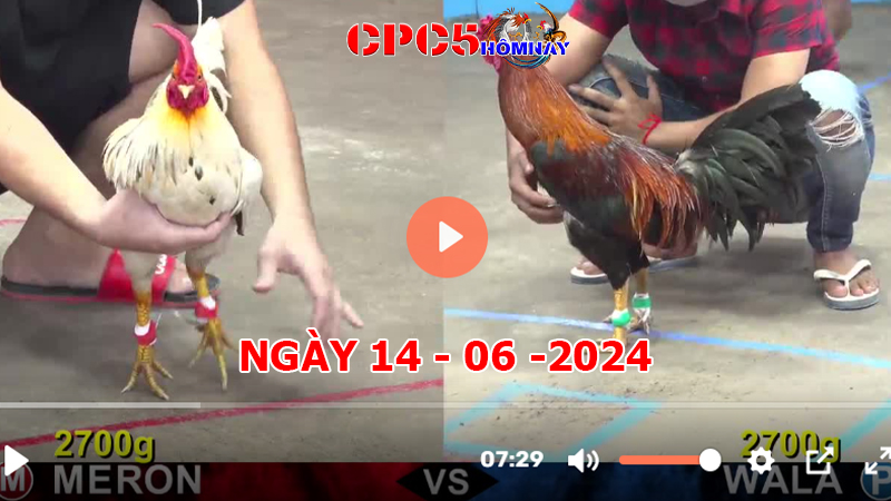 Đá gà CPC5 ngày 14-06-2024