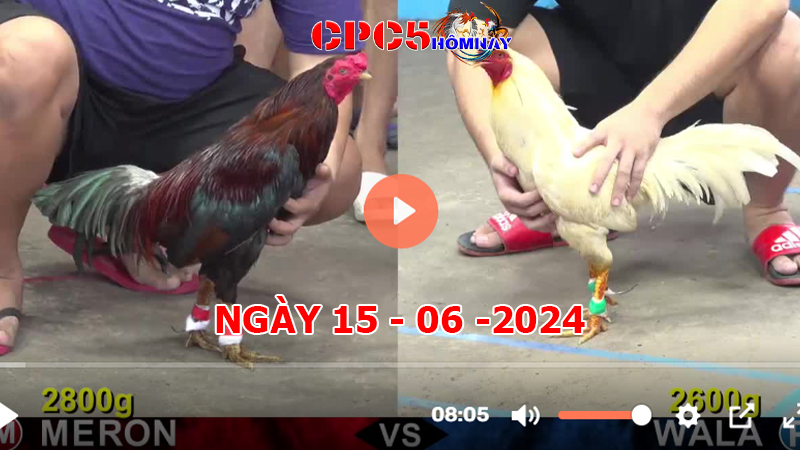 Đá gà CPC5 ngày 15-06-2024