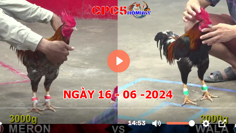 Đá gà CPC5 ngày 16-06-2024