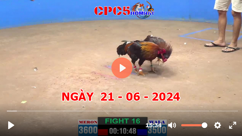 Đá gà CPC5 ngày 21-06-2024