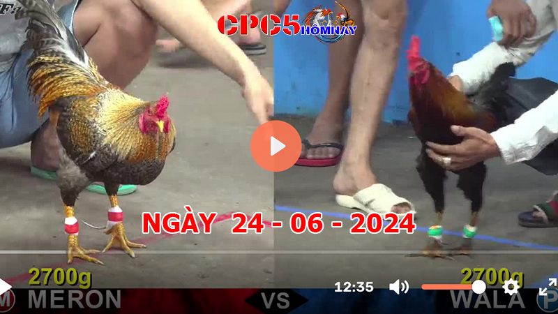 Đá gà CPC5 ngày 24-06-2024