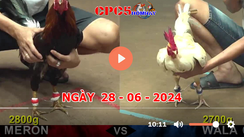 Đá gà CPC5 ngày 28-6-2024