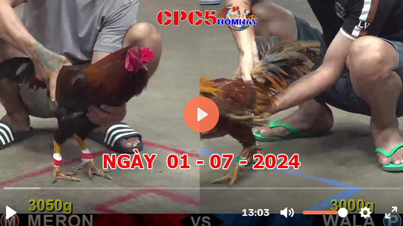 Đá gà CPC5 ngày 01-7-2024