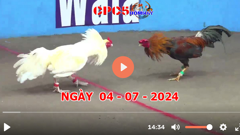 Đá gà CPC5 ngày 04-7-2024