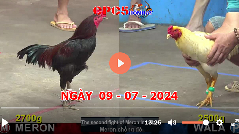 Đá gà CPC5 ngày 09-7-2024