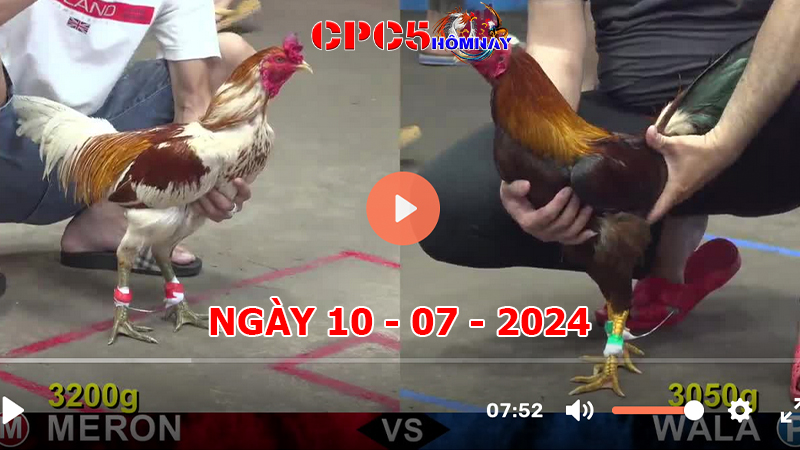 Đá gà CPC5 ngày 10-7-2024