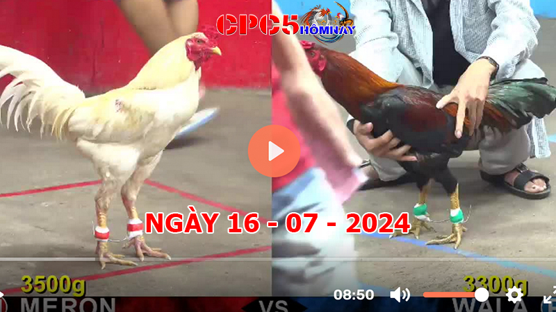 Đá gà CPC5 ngày 16-7-2024