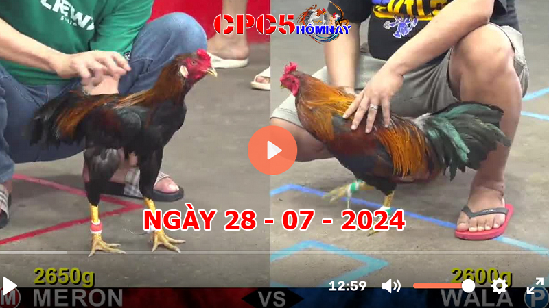 Đá gà CPC5 ngày 28-7-2024