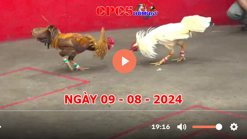 Đá gà CPC5 ngày 09-8-2024