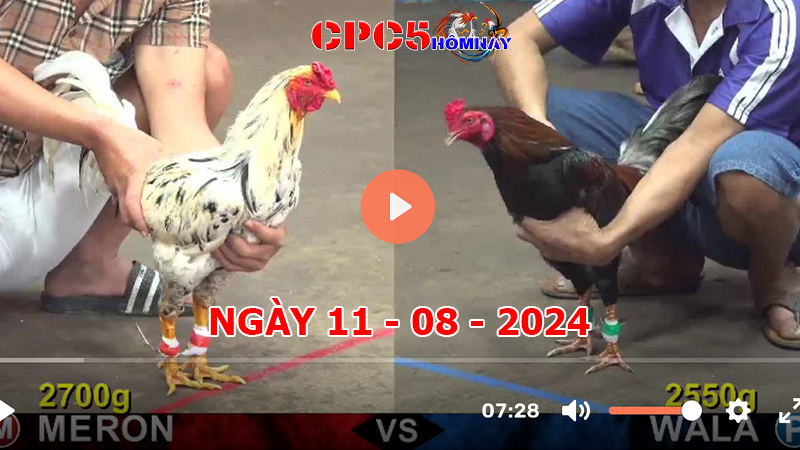 Đá gà CPC5 ngày 11-8-2024