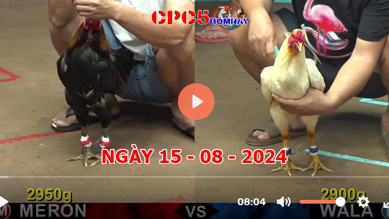 Đá gà CPC5 ngày 15-8-2024