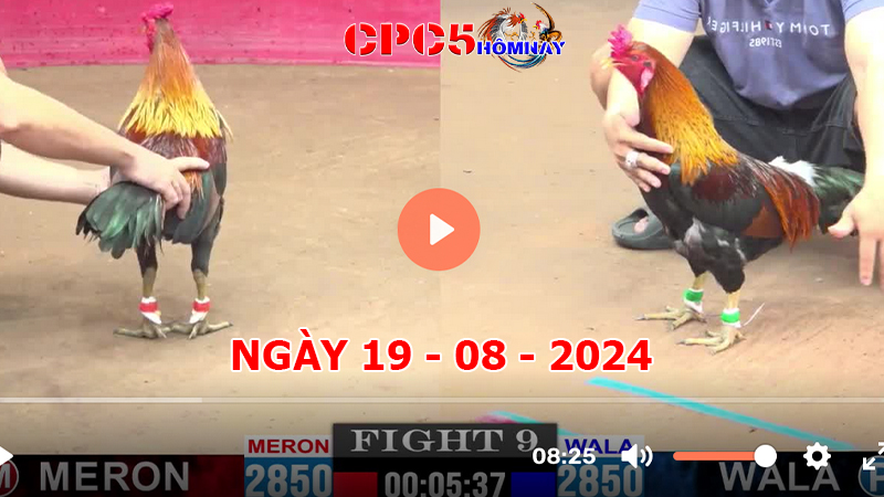 Đá gà CPC5 ngày 19-8-2024