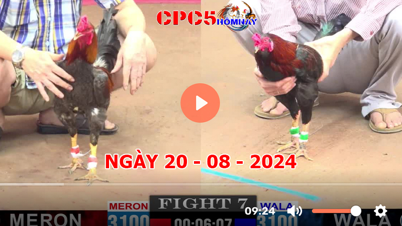 Đá gà CPC5 ngày 20-8-2024