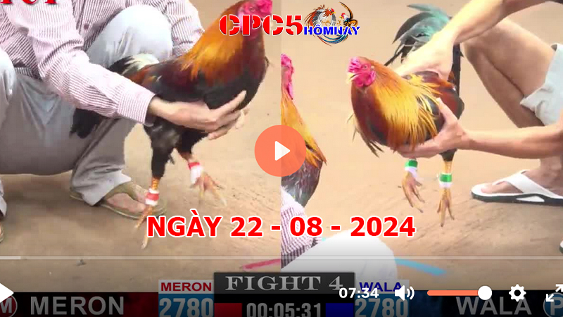 Đá gà CPC5 ngày 22-8-2024