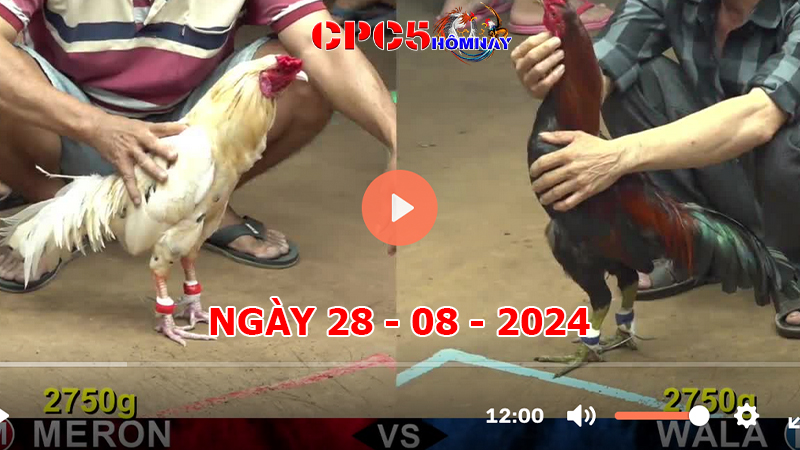 Đá gà CPC5 ngày 28-8-2024