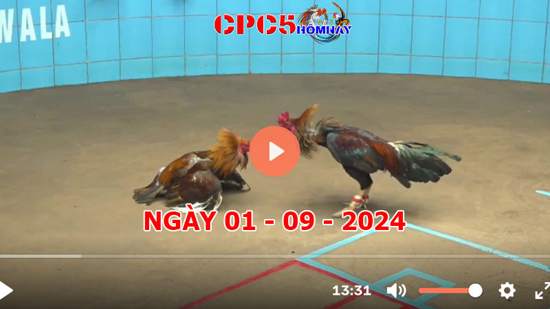 Đá gà CPC5 ngày 01-9-2024