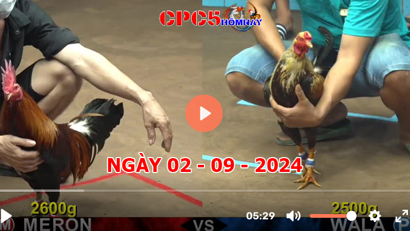 Đá gà CPC5 ngày 02-9-2024