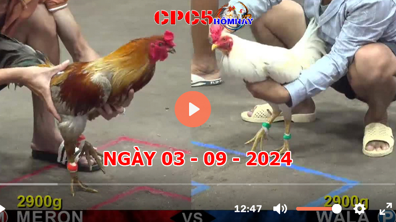 Đá gà CPC5 ngày 03-9-2024