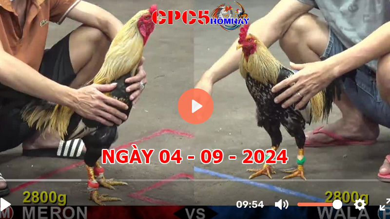 Đá gà CPC5 ngày 04-9-2024