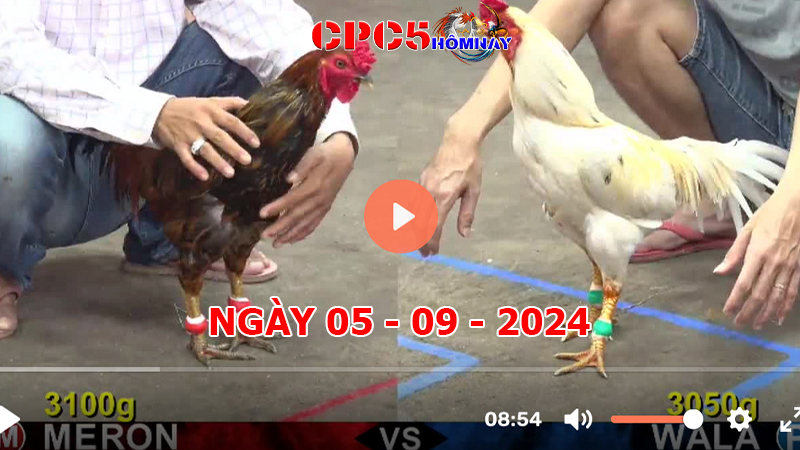 Đá gà CPC5 ngày 05-9-2024