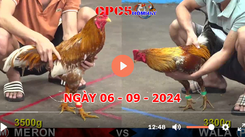 Đá gà CPC5 ngày 06-9-2024