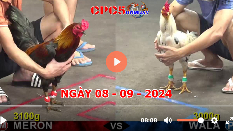 Đá gà CPC5 ngày 08-9-2024