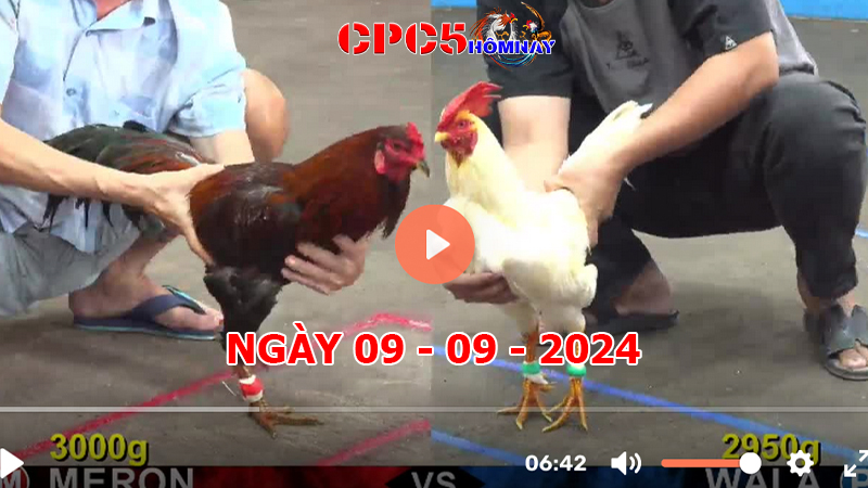 Đá gà CPC5 ngày 09-9-2024