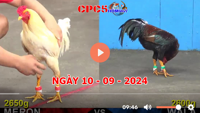 Đá gà CPC5 ngày 10-9-2024