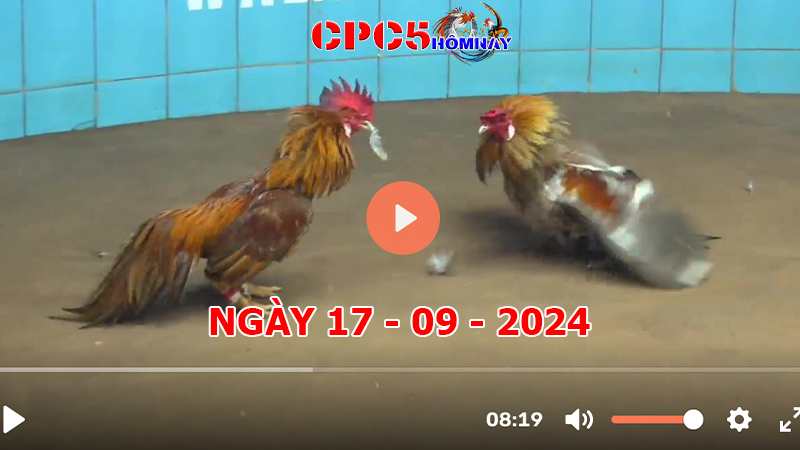 Đá gà CPC5 ngày 17-9-2024