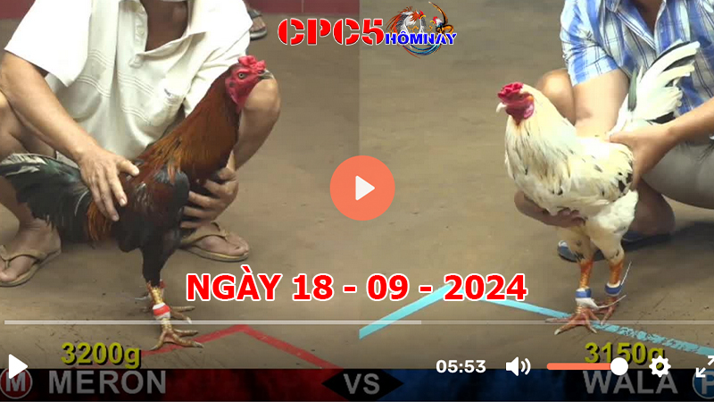 Đá gà CPC5 ngày 18-9-2024