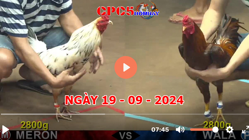 Đá gà CPC5 ngày 19-9-2024