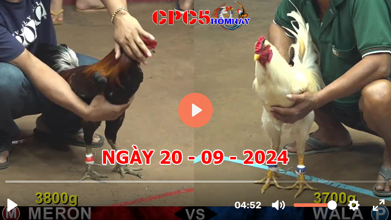 Đá gà CPC5 ngày 20-9-2024